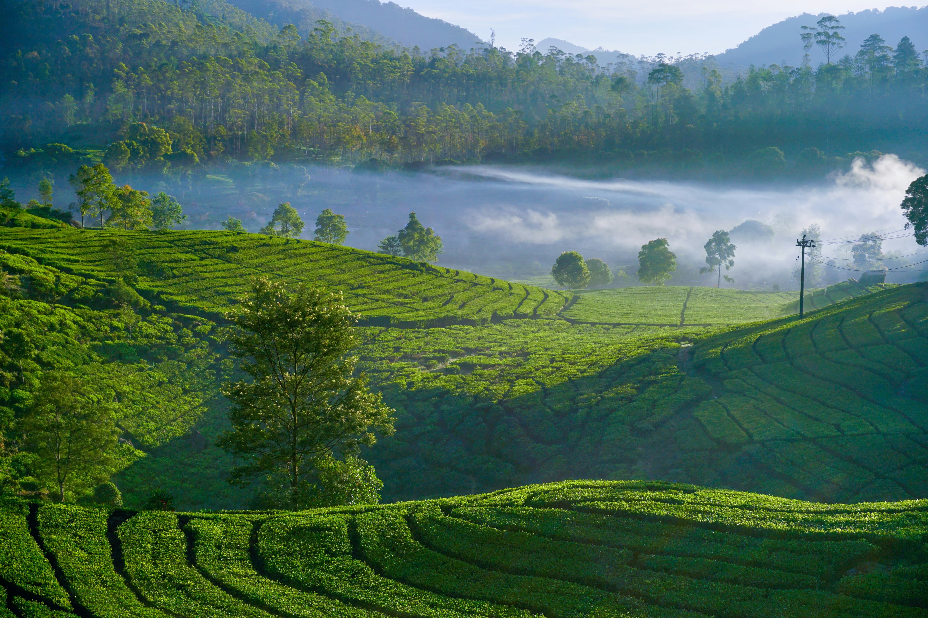 Indonesian landscape